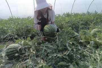利辛县巩店镇：特色种植拓宽致富路